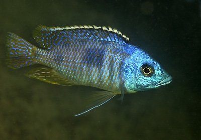 Otopharynx sp. 'heterodon nankumba' Otter Point